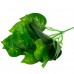 Buchet Frunze Verde Buchet Frunze Verde