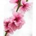 Vopsea decorativa soft 100ml Floare de cires Vopsea decorativa soft 100ml Floare de cires